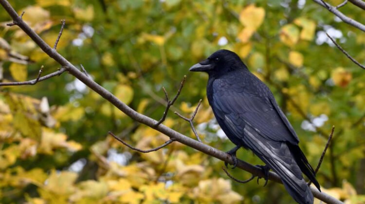 Meanings and Origins of Nordic Names Explore Ancient Lore and Identity